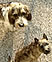 dog�C���[�W